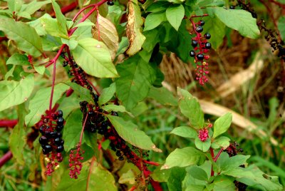 Small berries