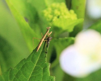 Praying Mantis Baby