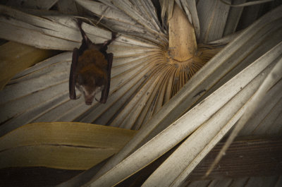Very Small Bat