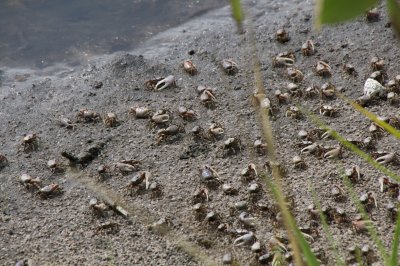 Small Crabs 