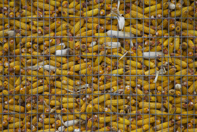 Kernels