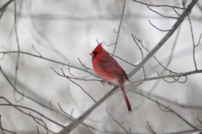 Cardinal By Sarah Hayes