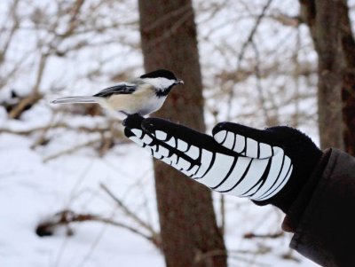 Sue and Chickadee