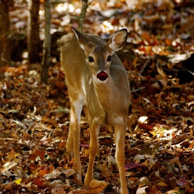 Rudolf's Mom