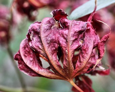 Japanese Maple Ready for Winter