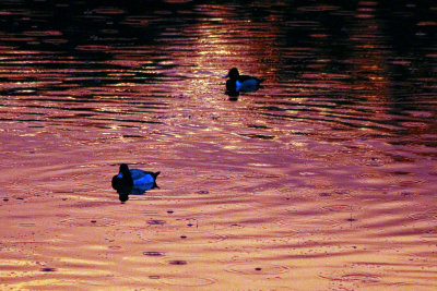 Ducks on a Winter Evening