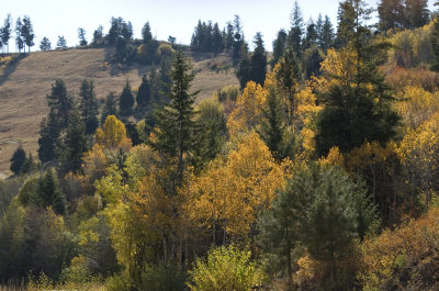 Shaffer Butte Color - Bogus Basin, Idaho, USA