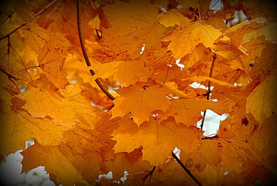 Fall Splendor by Heather Botto 