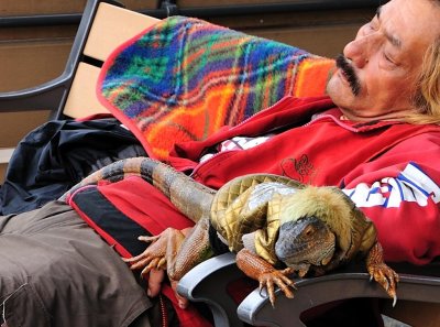 Guard Iguana