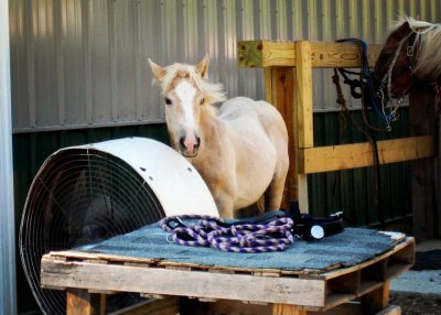 Hot Horse and fan