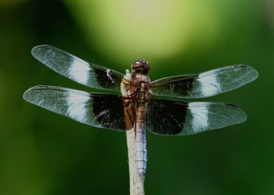 Dragonfly by Sarah