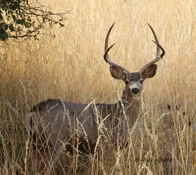 Mule Deer Buck by Julie