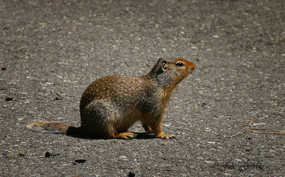 Squirrley by Julie
