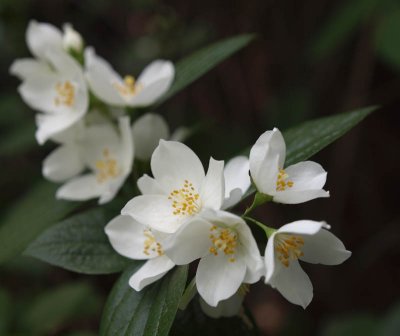 Mock Orange