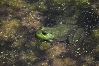 American Bullfrog