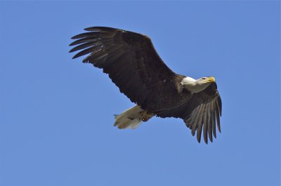 Eagle in Flight