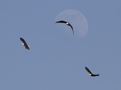 Three Bald Eagles