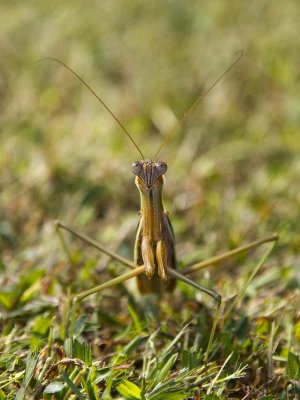 Praying Mantis