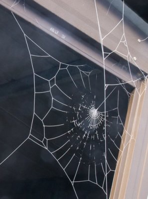 Frozen-spider-web by Cassie