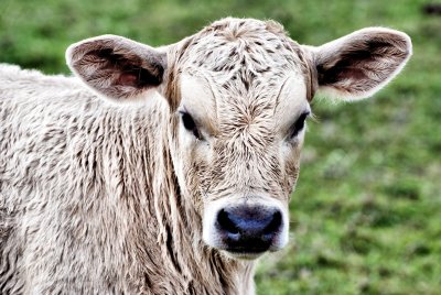 Light Color Baby Cow