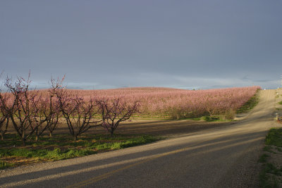 Sunnyslope orchard - Canyon County, Idaho - 2006