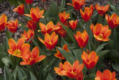 Orange Tulips from Idaho