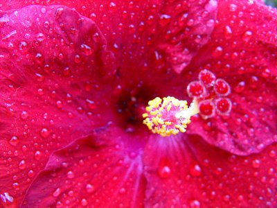 Red Hibiscus