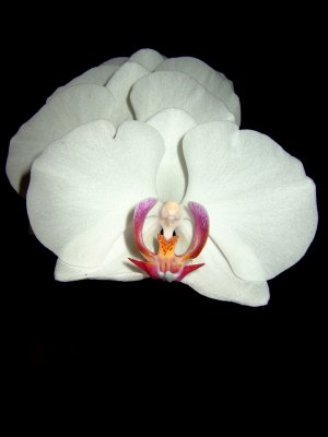 Orchid