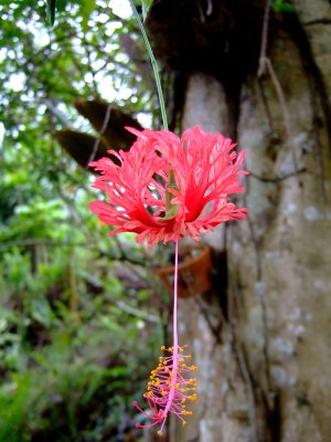 small red Hibiscus