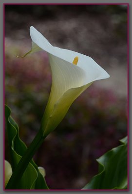 Calla Lily