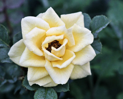 Yellow Rose