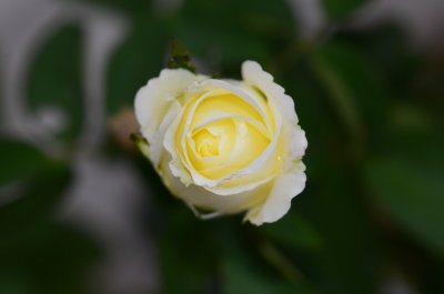 white rose