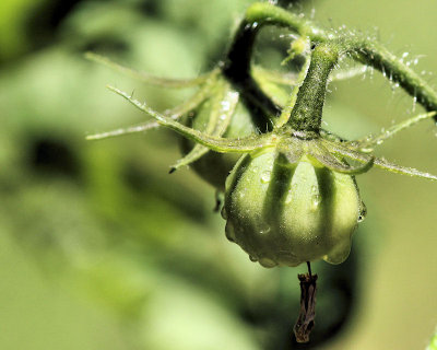 Water on Growing Tomato