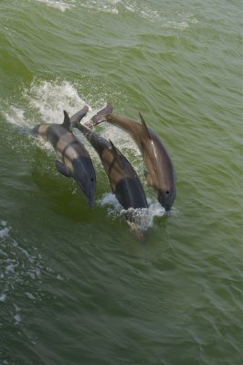 Dolphin trio