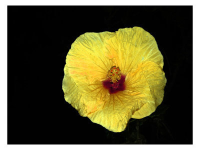 Week #2 Yellow Hibiscus