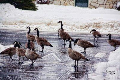 Winter Geese Visit