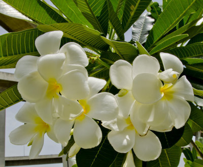 white plumeria