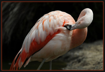 Week #4 - Flamingo Feathers