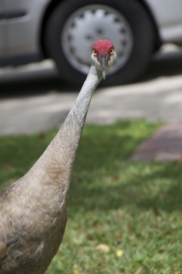 Week 3 - Sandhill crane