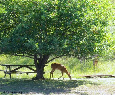 Deer feeding under apple tree