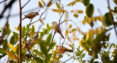 Sparrows Private Talk