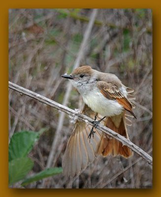 Ash-throated Flycatcher