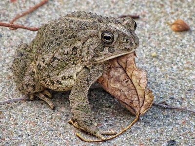 Woodhouse's Toad