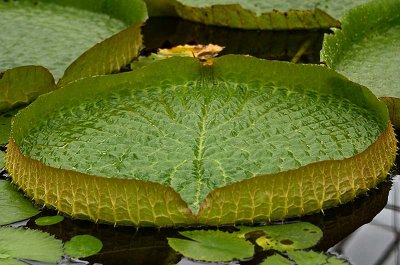 Week #1 - Amazon Water Lily