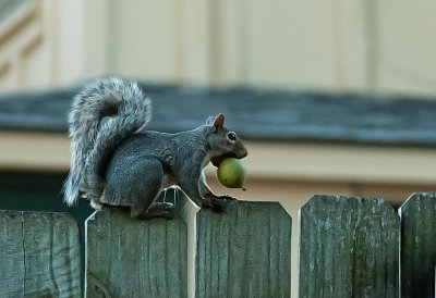 Riding the fence