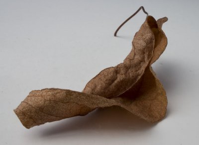 Week #4- Leaf