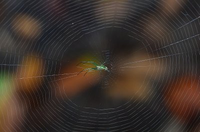 Spider in September by Walt