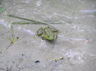 Slimy Green Frog