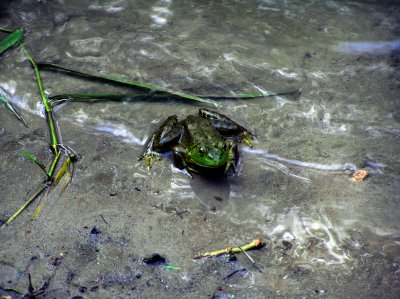 JohnDs FroggieAdjustment.jpg