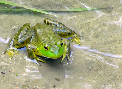 Slimy Green Frog